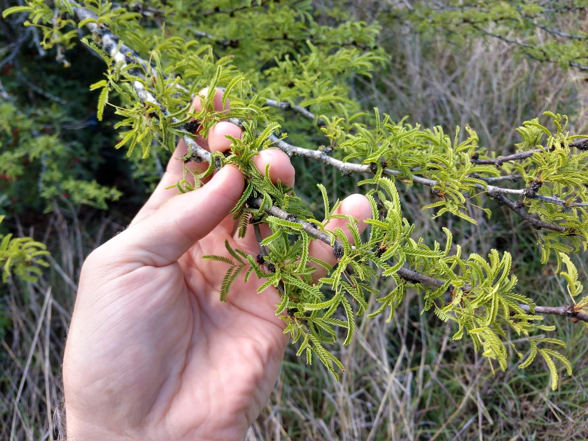 Acacia schaffneri